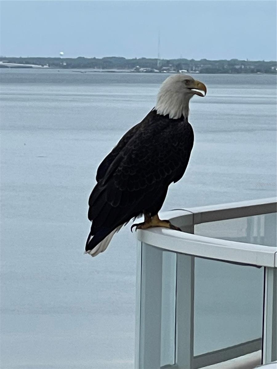 GRAND BAY 1 - Residential