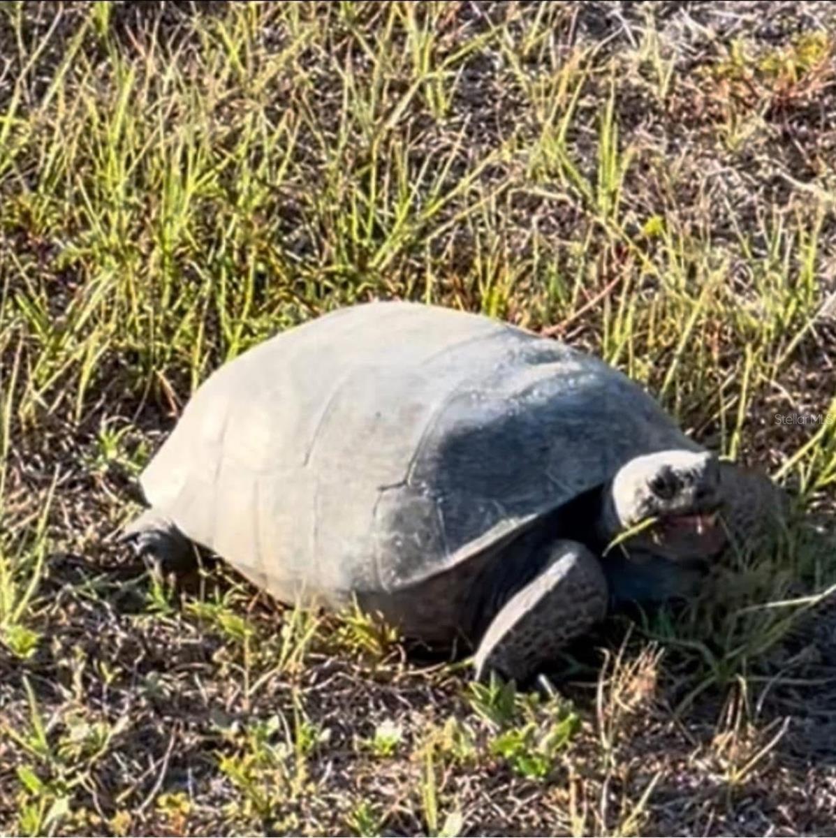 ISLAND LKS/COCO BAY - Residential