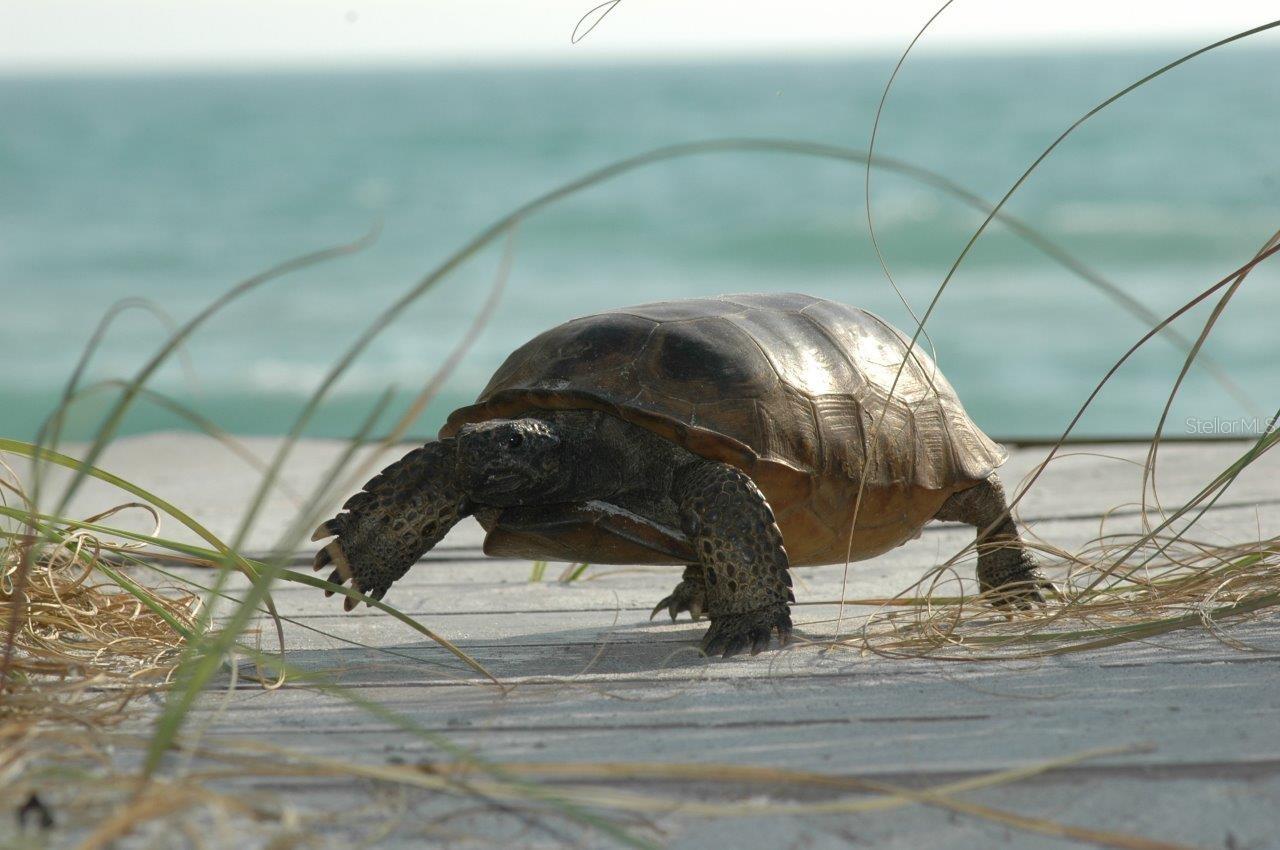 PALM ISLAND ESTATE - Residential