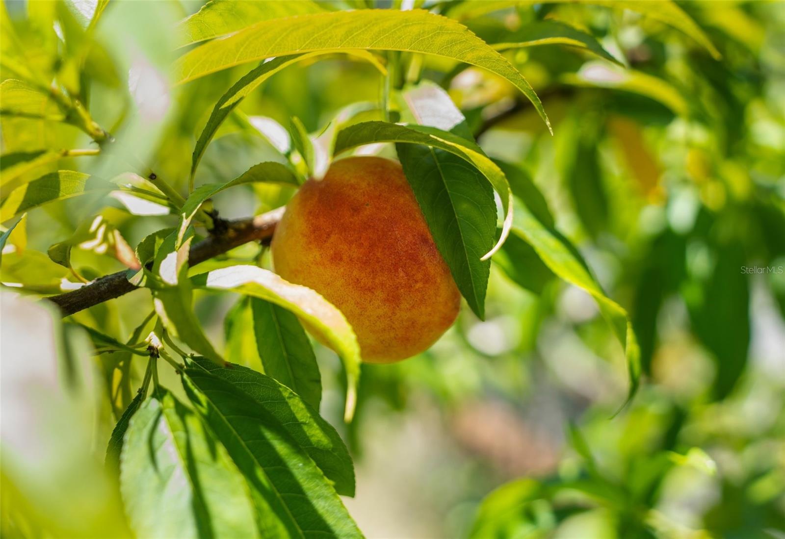 ACERAGE - Residential