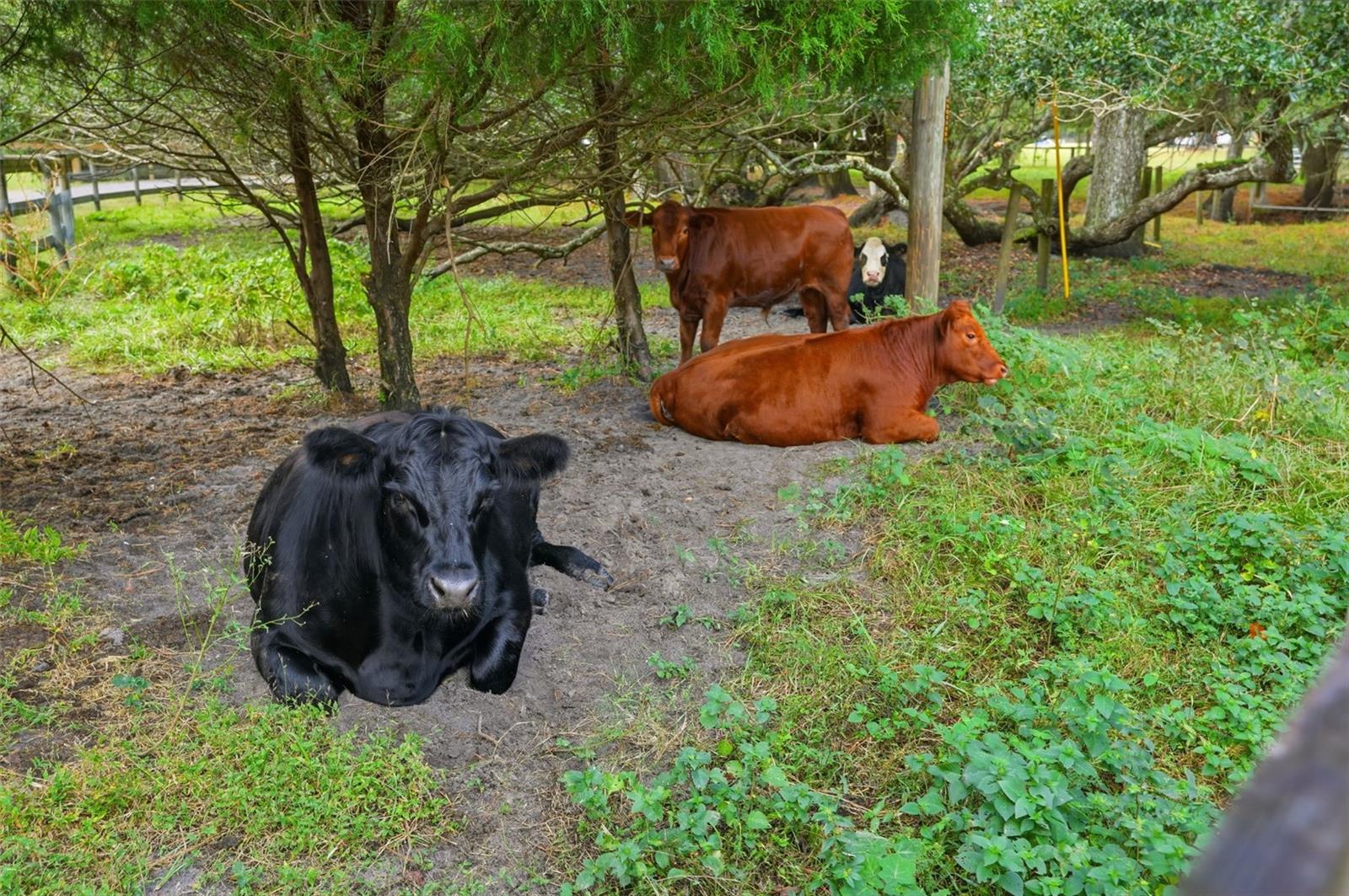 ACERAGE - Residential