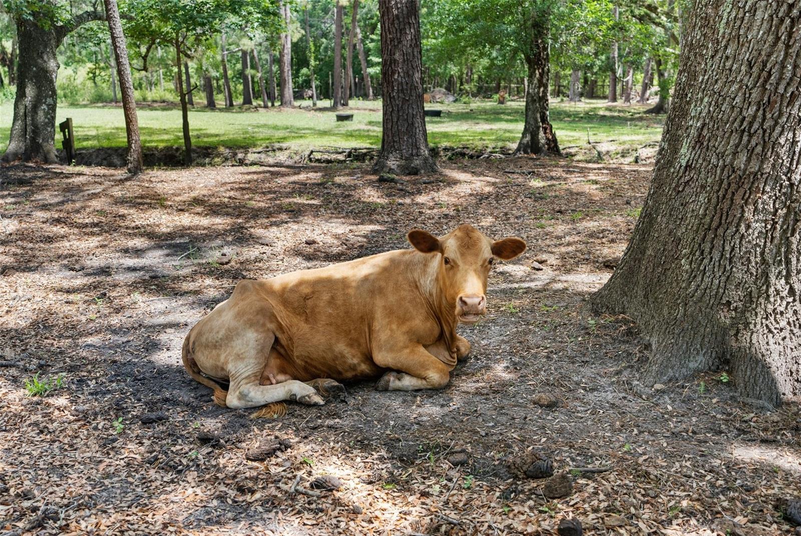 ACERAGE - Residential