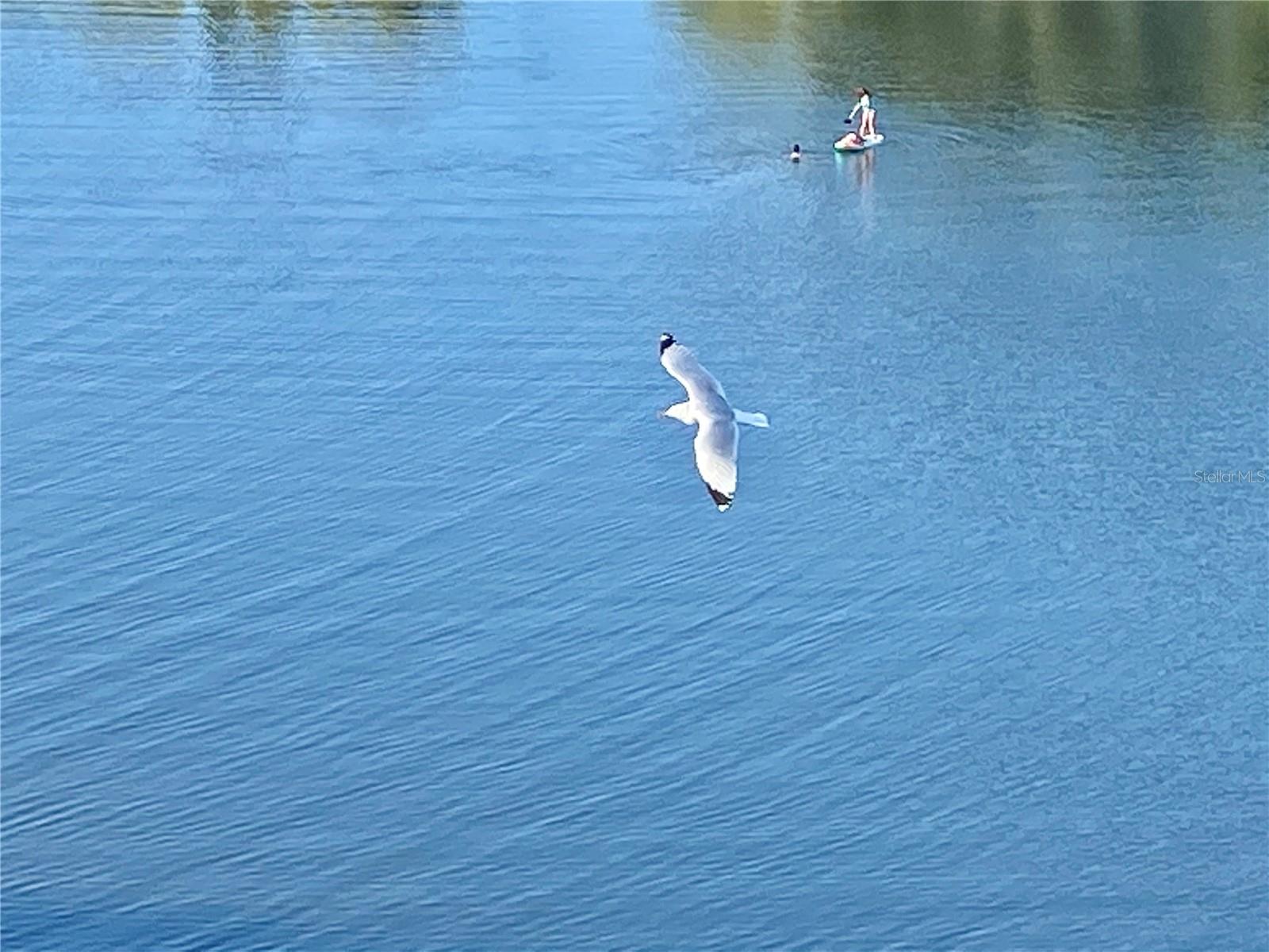 GULF ISLAND BEACH TENNIS - Residential Lease