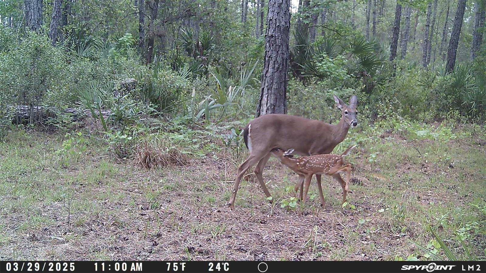 INDIAN RIVER PARK - Land