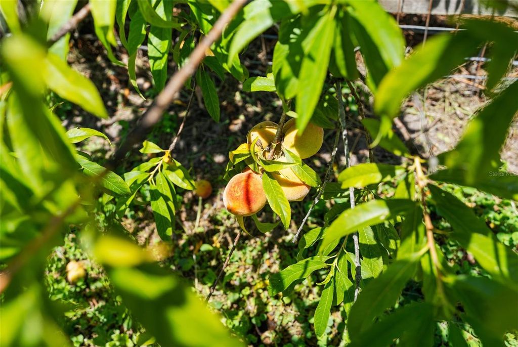 Photo of 1253 Culbreath Road, Brooksville, FL 34602 (MLS # W7875519)