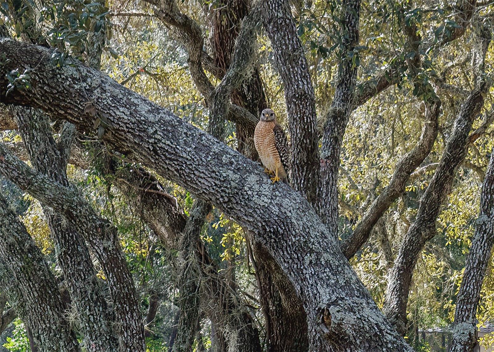 CITRUS HILLS 1ST ADDN - Residential