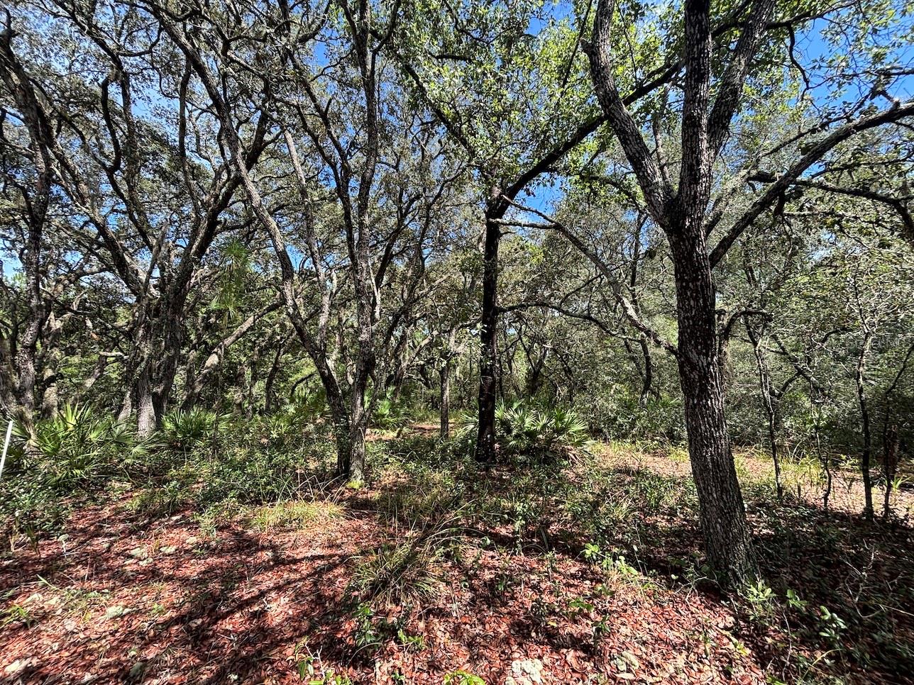 Auction Property. LIST PRICE IS FOR MLS PURPOSES ONLY. ACTUAL PRICE WILL BE DETERMINED AT AUCTION. ONLINE AUCTION ENDS AUG. 19 AT 2 PM ET. Tucked into the quiet countryside of Fort McCoy, FL, this parcel offers 6.24± acres of opportunity. This parcel with no HOA sits at the southeast corner of a unique trio of rural parcels and presents the ideal setting for building your vision. This property is zoned A1 (General Agriculture), where single-family dwellings are permitted along with agricultural uses. There is currently no access to the property as a stand alone parcel. This parcel borders two additional tracts also available at auction; a 10± acre parcel with a modest home, barn, fencing, a Generac whole-house generator and a small pond, and a 12.85± acre wooded parcel to the east. All three parcels will be offered separately at auction, but together they offer the chance to own up to 29± acres of rural Florida land. Buy one, combine two, or claim them all—it’s a rare chance to shape your own piece of countryside living. Located in Fort McCoy, FL, just 18± miles northeast of Ocala, this rural community sits near the Ocklawaha River and Ocala National Forest, offering easy access to trails, hunting, fishing, and all kinds of outdoor adventure. Property #: DG1494. Bid Online August 12 - 19. 10% Buyer's Premium. This sale is subject to court approval.