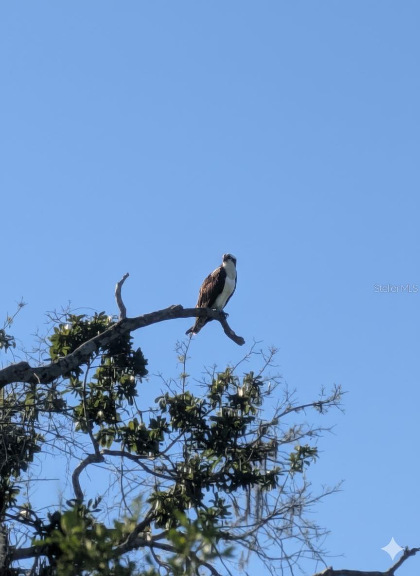 SILVERLAKE - Residential