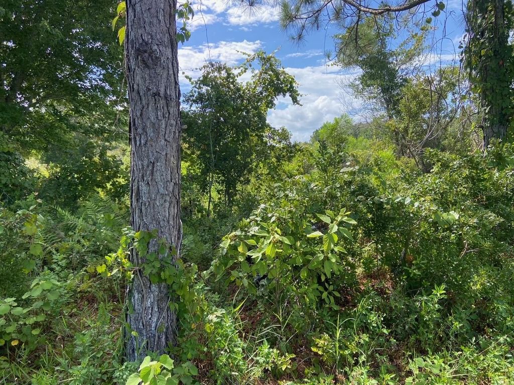 Photo of 0 Old Gainesville Highway, Interlachen, FL 32148 (MLS # T3542292)