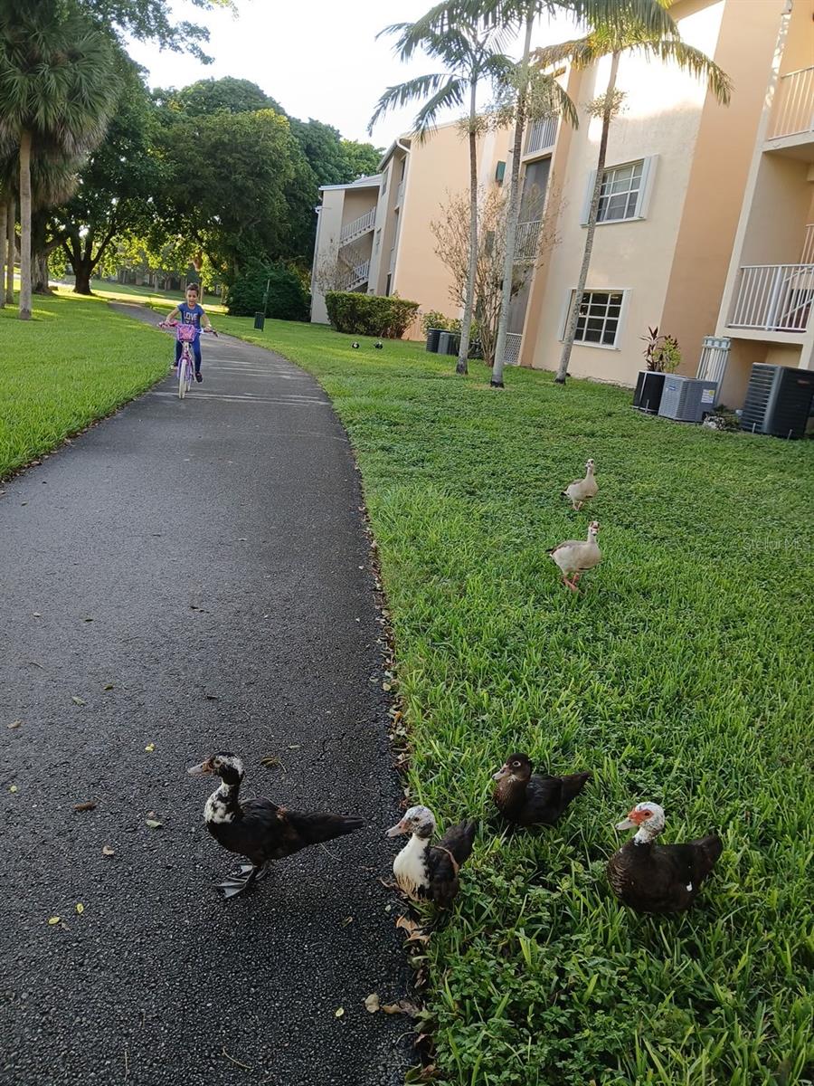 HAMMOCK TRAILS - Residential Lease