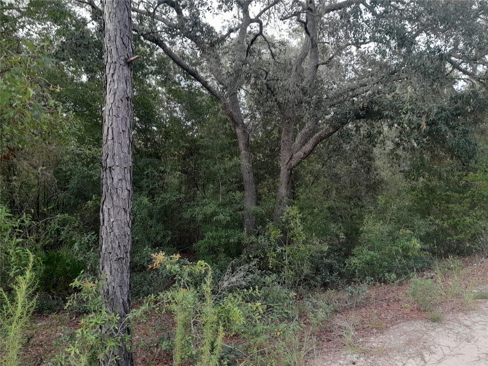BEAUTIFUL PINES & OAKS!! 1.25 Acres no HOA and no flood zone. Great location for your new home, site built or manufactured homes are welcome. Parcel measures about 165' on the road and 309' deep. Close to Bronson our County Seat, ten minutes to Williston, 20 minutes to Gainesville and 30 minutes to Ocala. Also only 30 minutes to Cedar Key for fishing, boating, restaurants, and more. This is horse country so there are several horse equestrian centers nearby, WEC, HITS, etc. Property has already been bush hogged and you can see the boundaries and how big it is. Come out to the country and grab this beautiful lot, it won't last long! Measurements taken from Property Appraiser Site.
