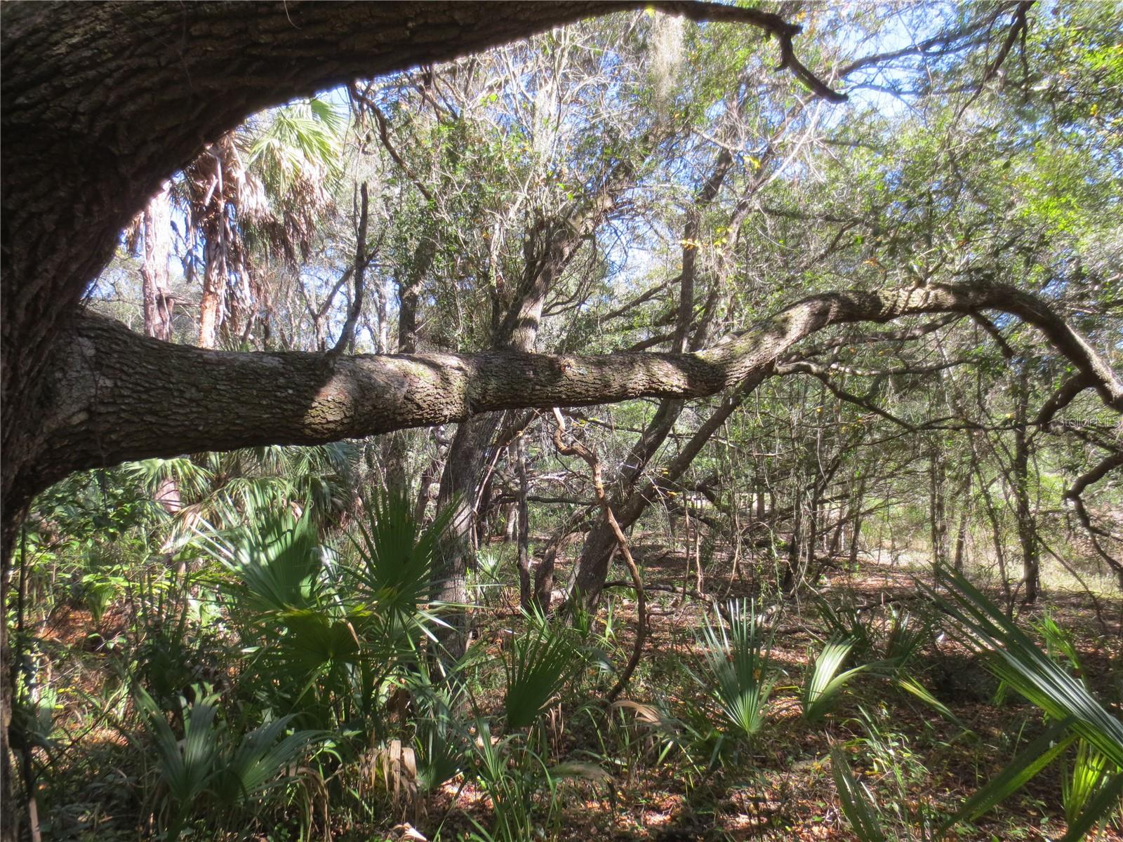 WOODS AND LAKES - Land