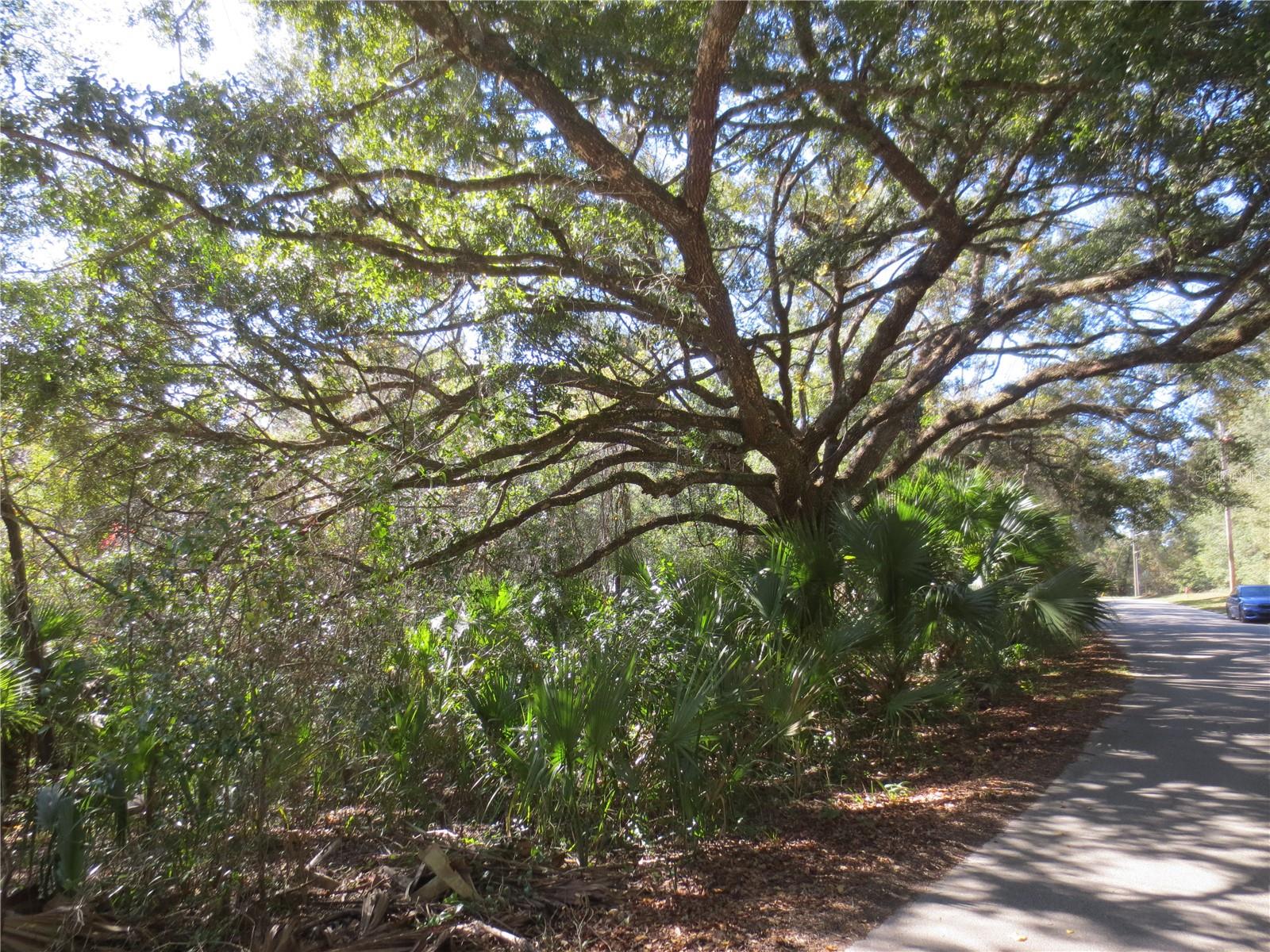 WOODS AND LAKES - Land