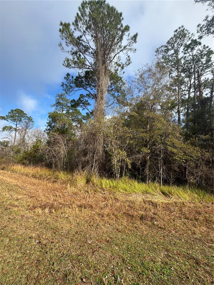 SILVER SPGS SHORES UN 51 - Land