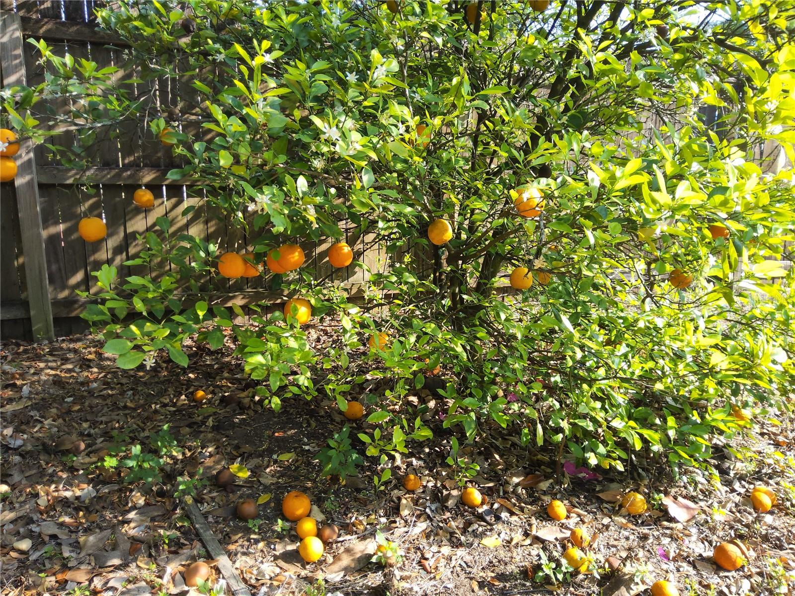 RIDGE MANOR WEST - Residential