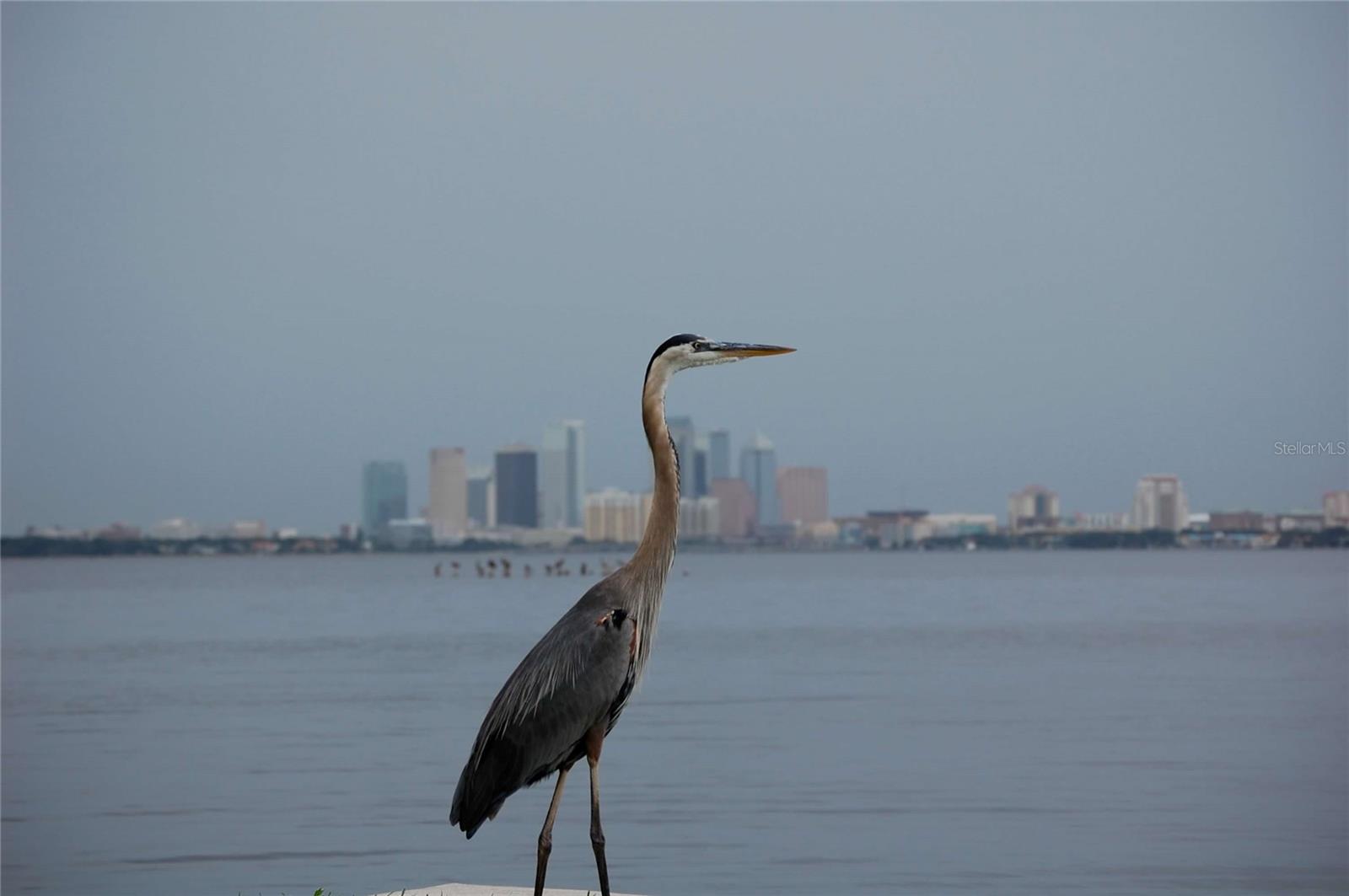 BAYSHORE ON THE BLVD A CO - Residential