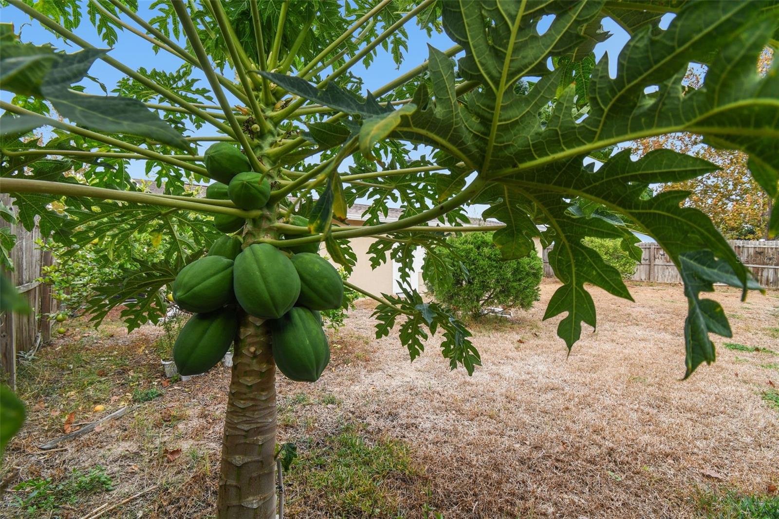 PALM TERRACE GARDENS - Residential