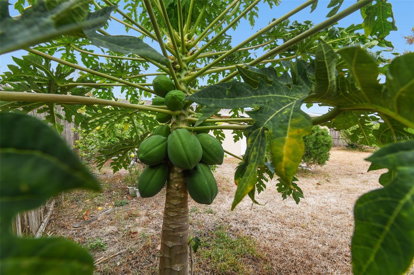 PALM TERRACE GARDENS - Residential