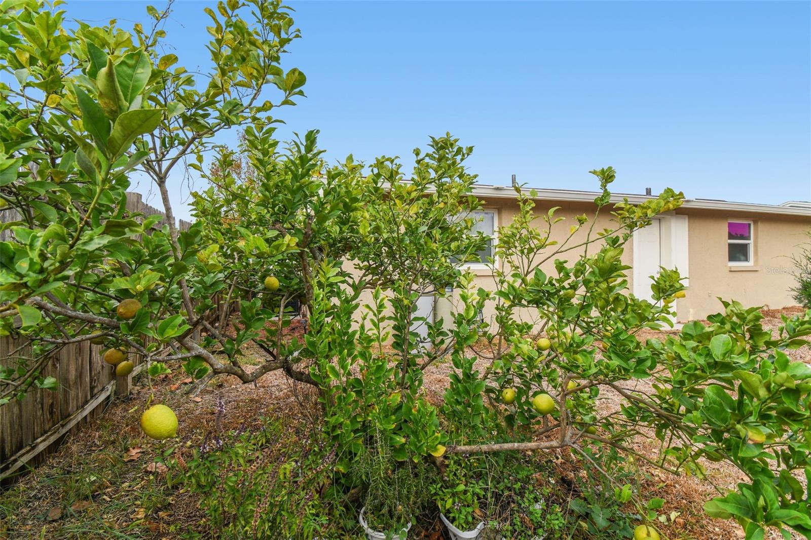 PALM TERRACE GARDENS - Residential