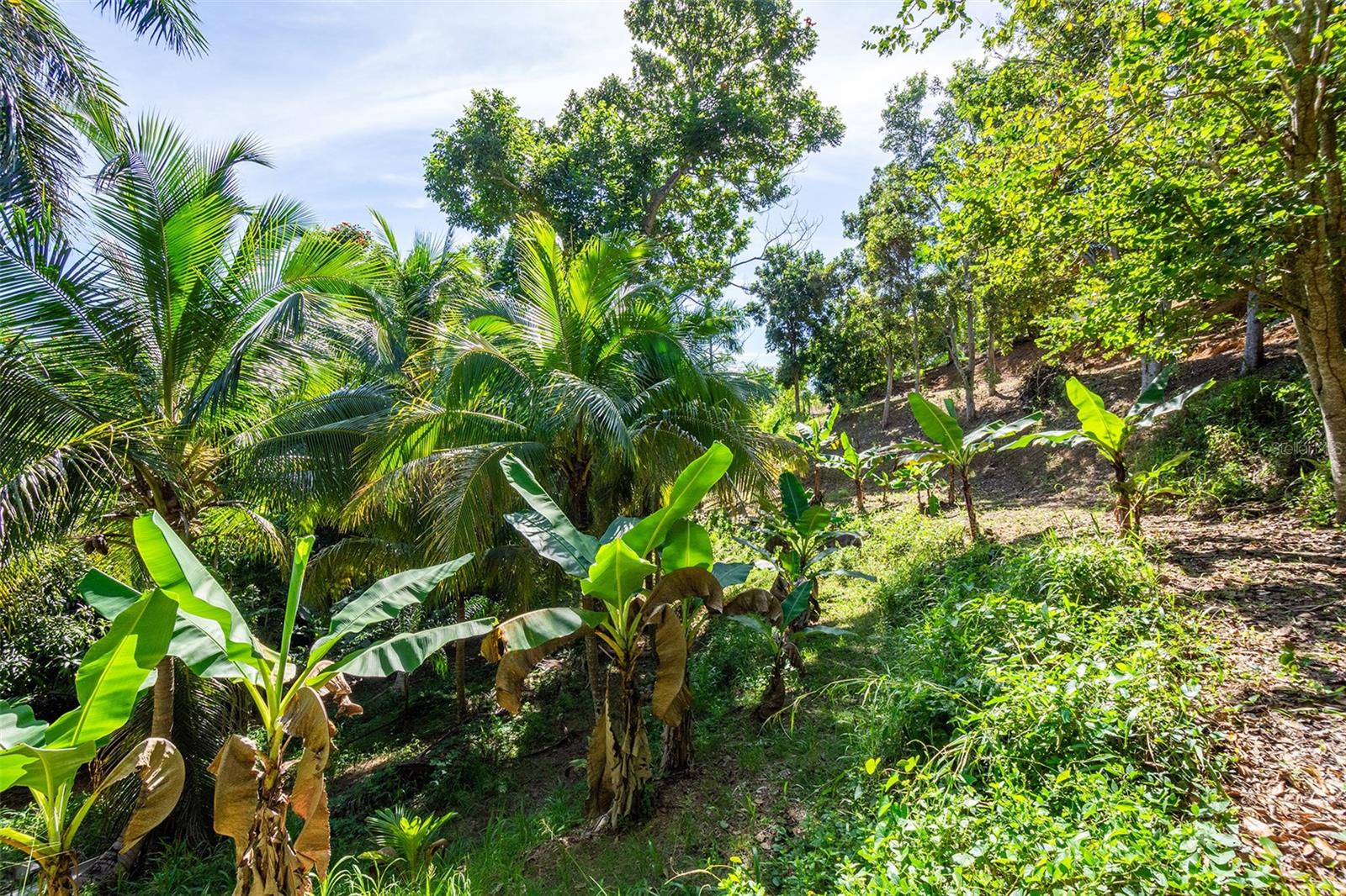 BARRIO CRUCES - Residential