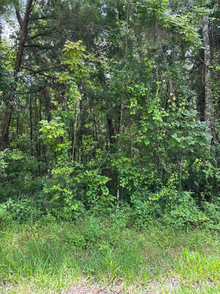 Make it your dream property. .367 acre vacant land - needs to be cleared. High and dry. Build a single family home or Class A or B mobile home. Easy access to Hernando County and less than one hour drive to Hillsborough County.