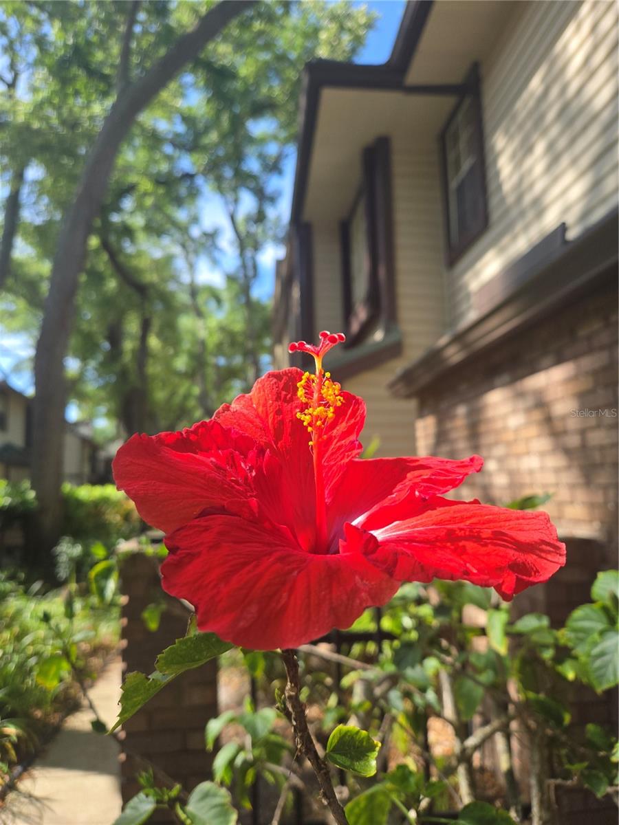 LAUREL OAKS AT COUNTRY WOODS CONDO - Residential