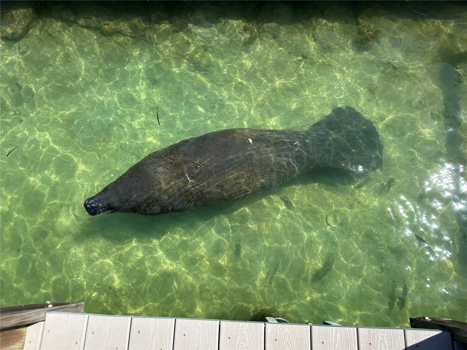 STERLING ON THE GULF CONDO - Residential