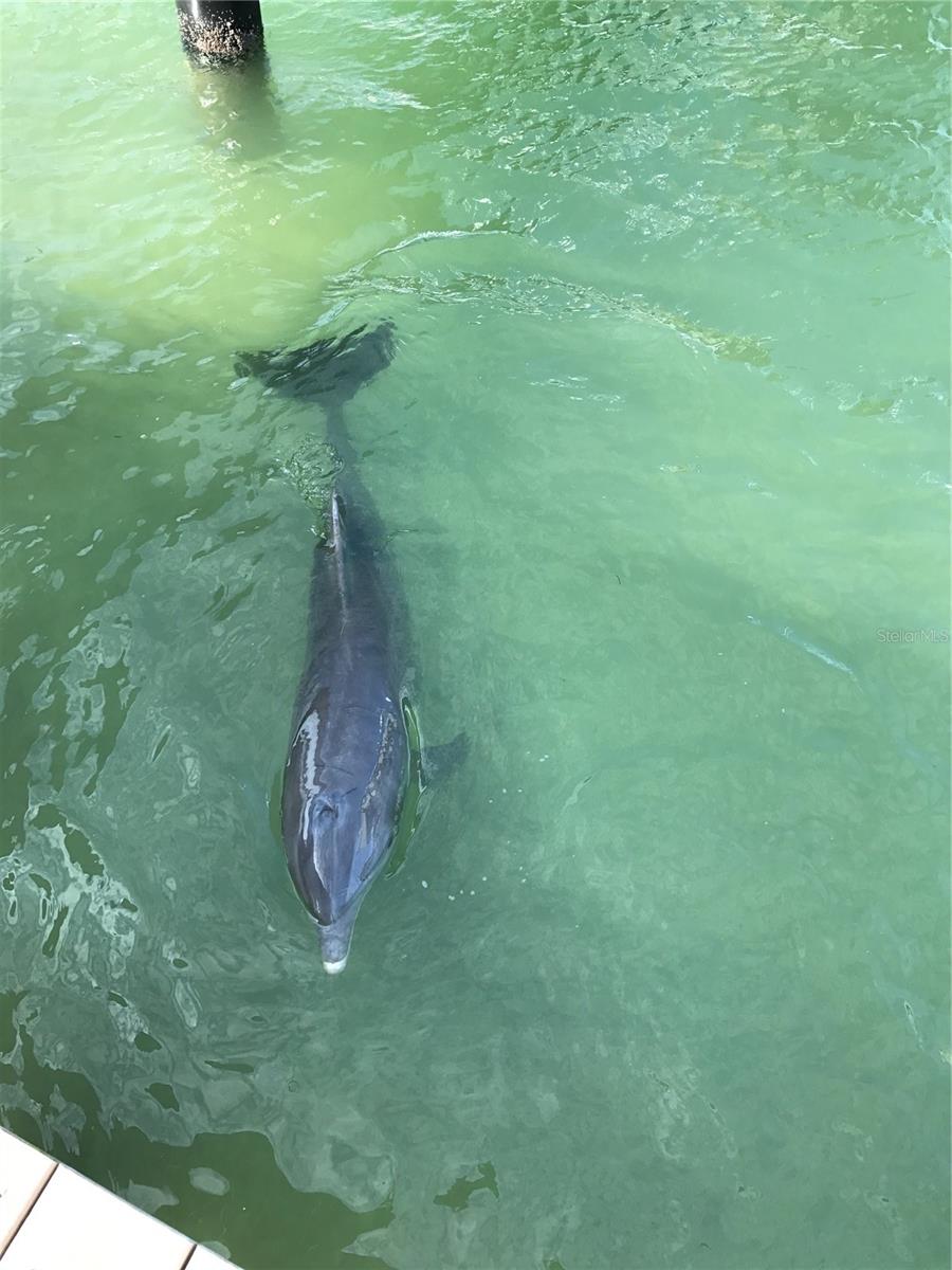 STERLING ON THE GULF CONDO - Residential