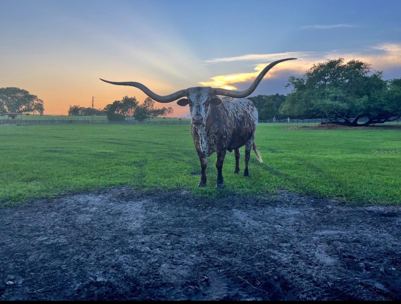 HUNTER HILL - Residential