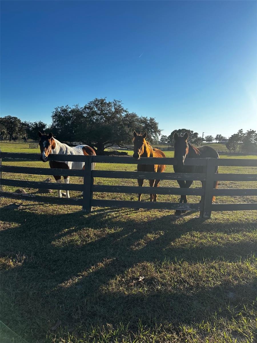 HUNTER HILL - Residential