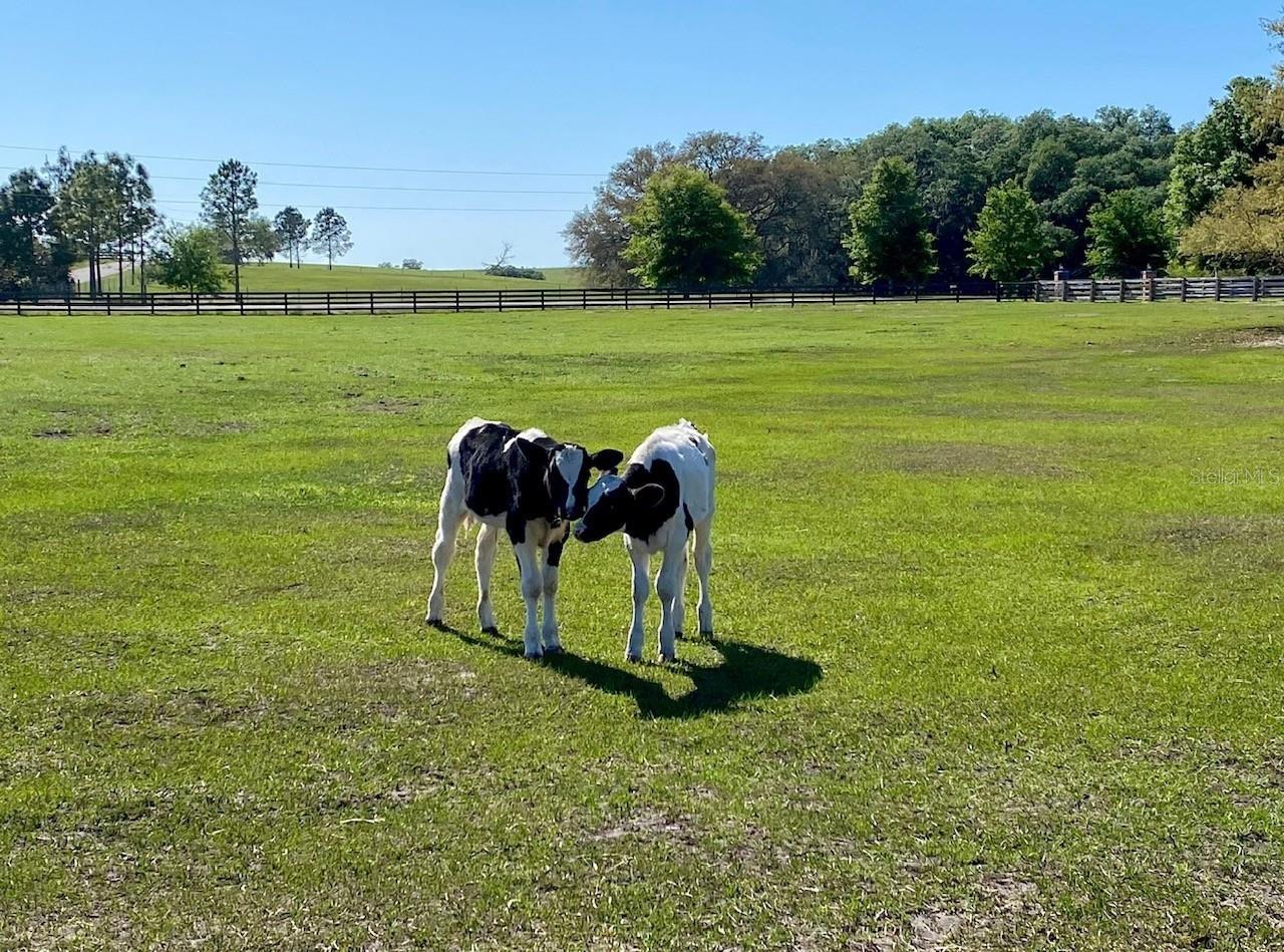 HUNTER HILL - Residential