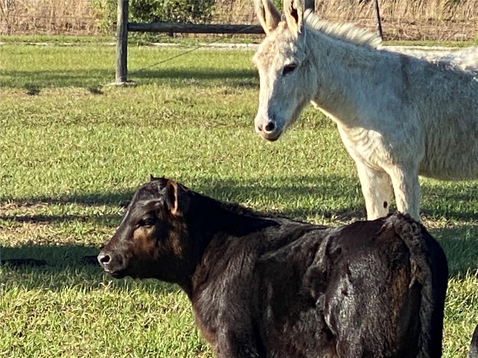 ACREAGE & UNREC - Land