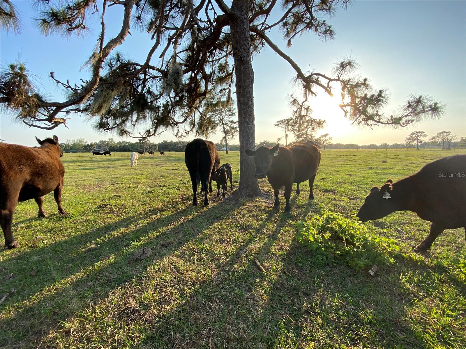 ACREAGE & UNREC - Land