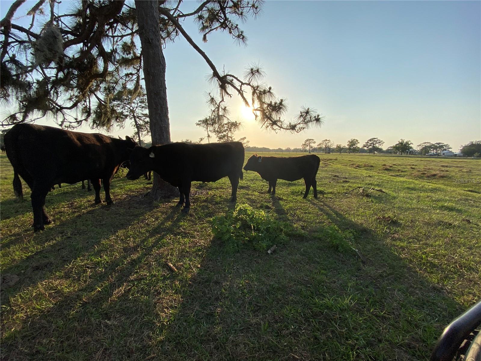 ACREAGE & UNREC - Land