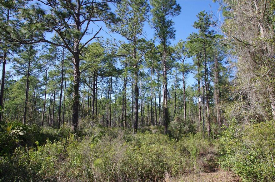 Natural florida land with buildable areas on north and south side. Own your large piece of florida with enough room to play with your toys, have a large garden or just enjoy the wildlife. Best price going, act soon.