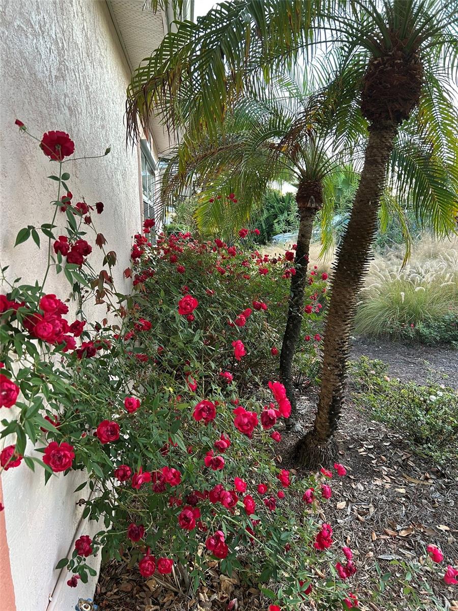 FUQUAY ROGERS - Residential