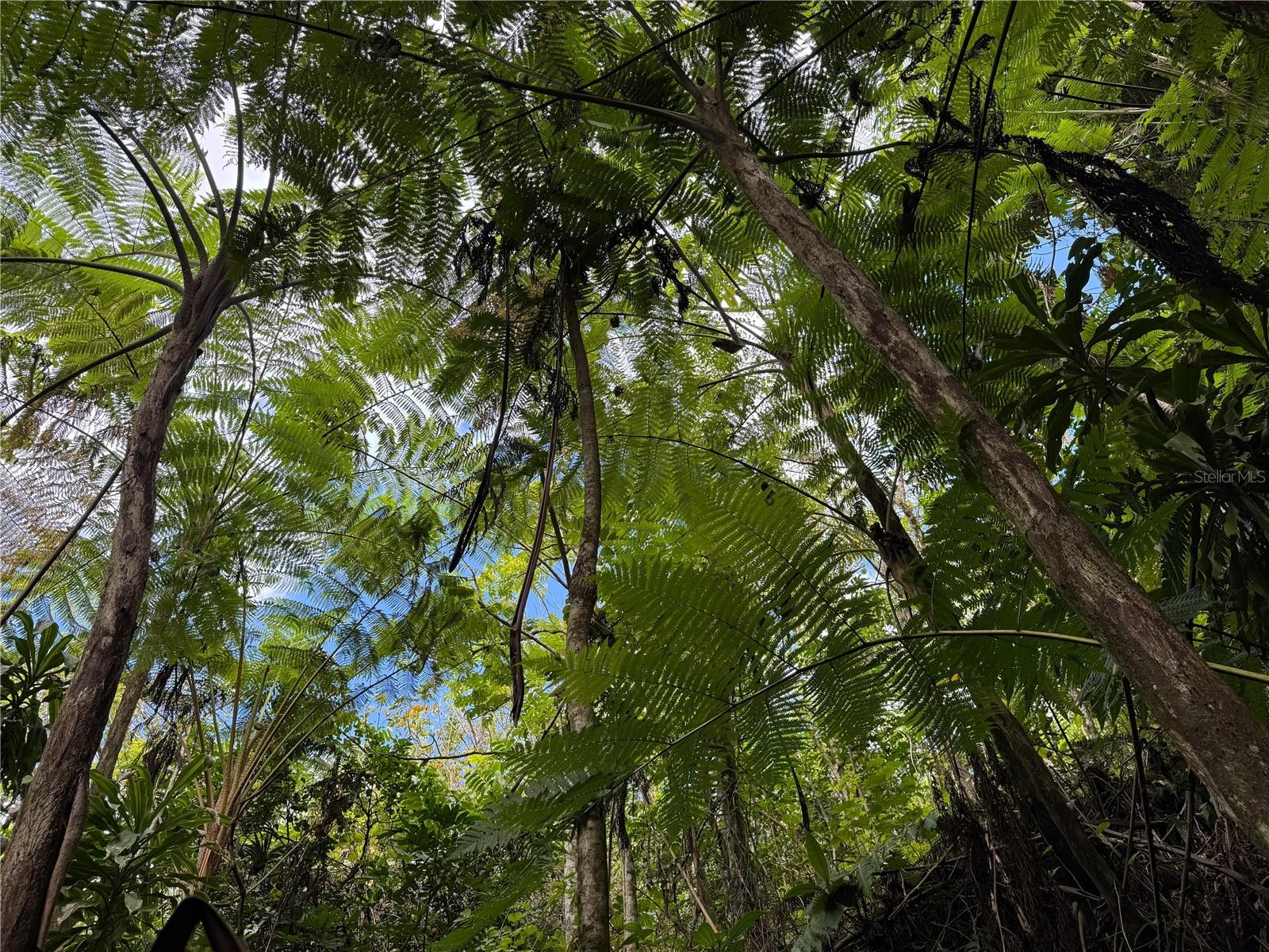 ANTON, PONCE - LOTE - Land