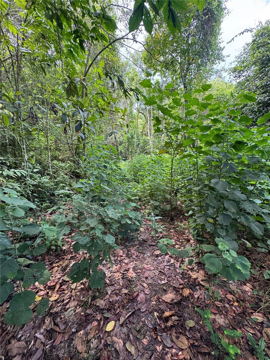 ANTON, PONCE - LOTE - Land