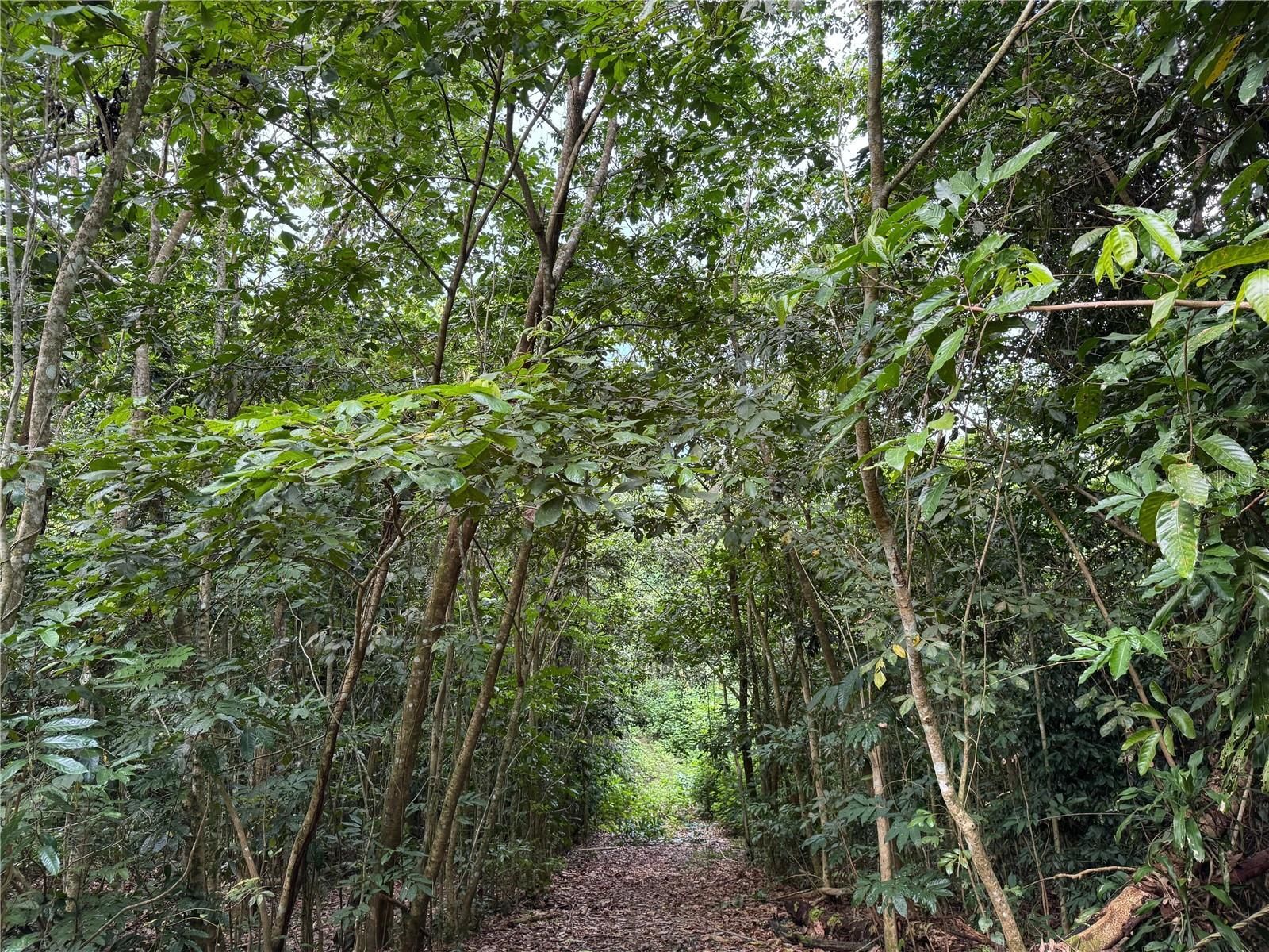 ANTON, PONCE - LOTE - Land