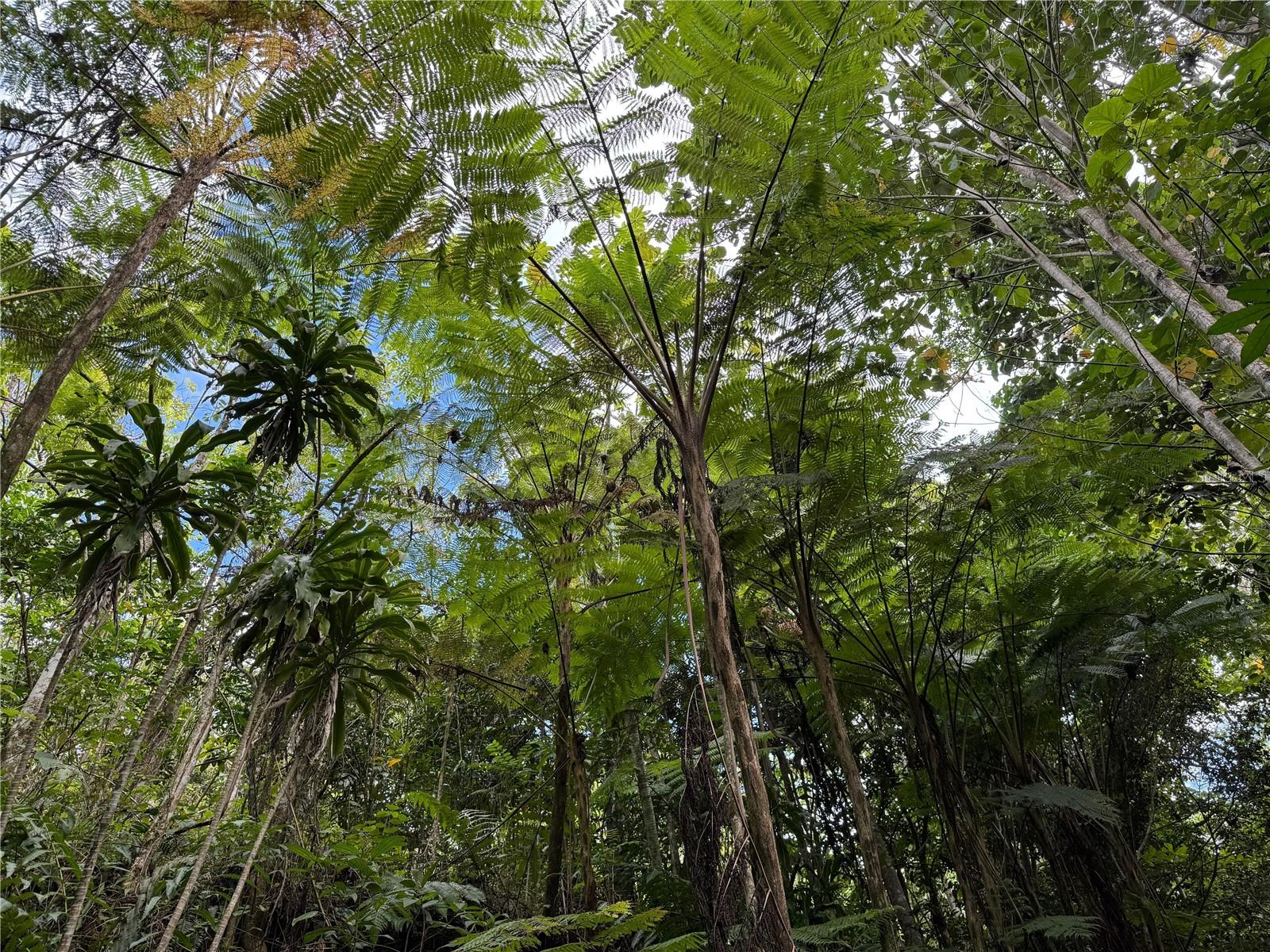 ANTON, PONCE - LOTE - Land