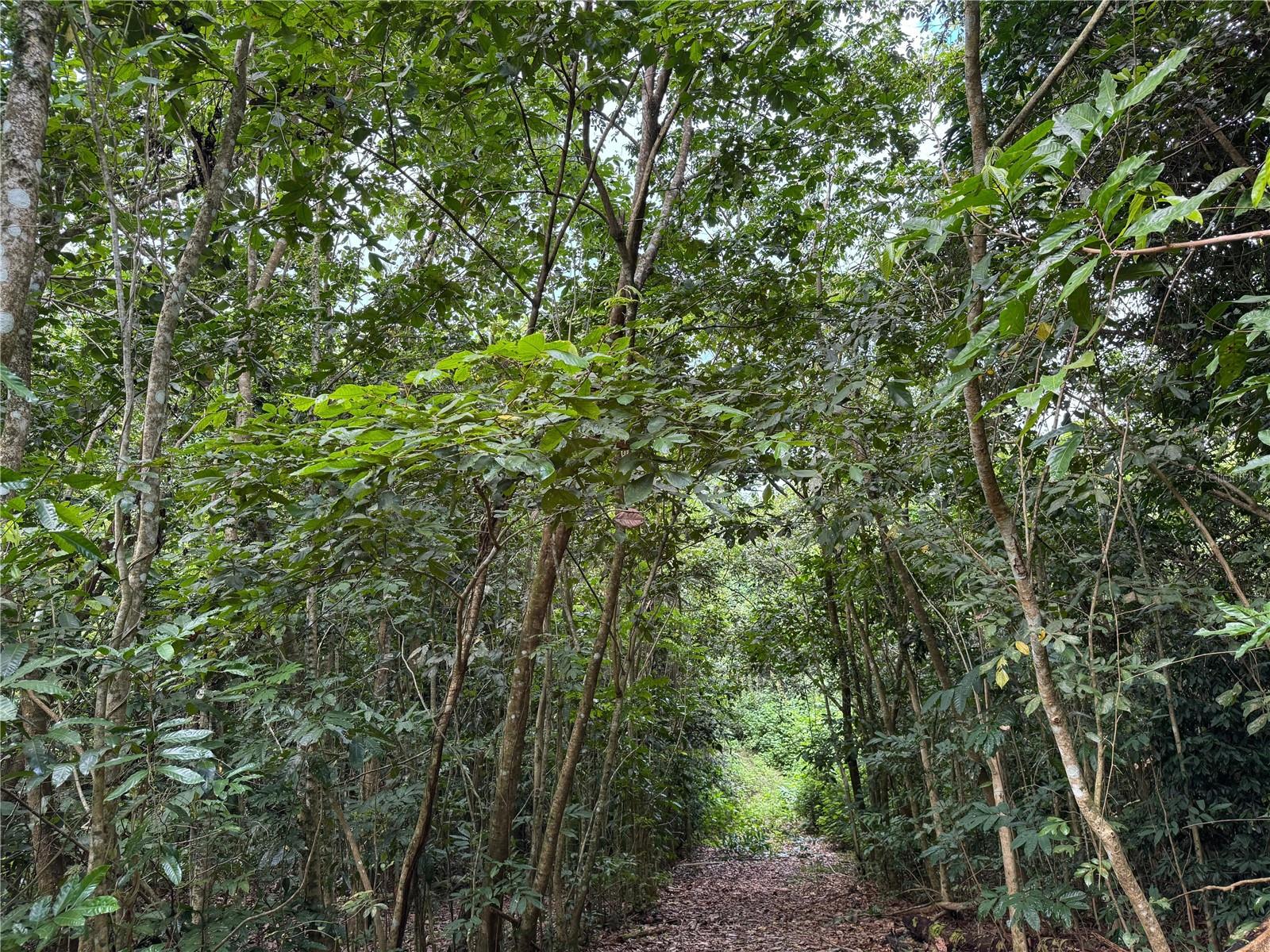 ANTON, PONCE - LOTE - Land