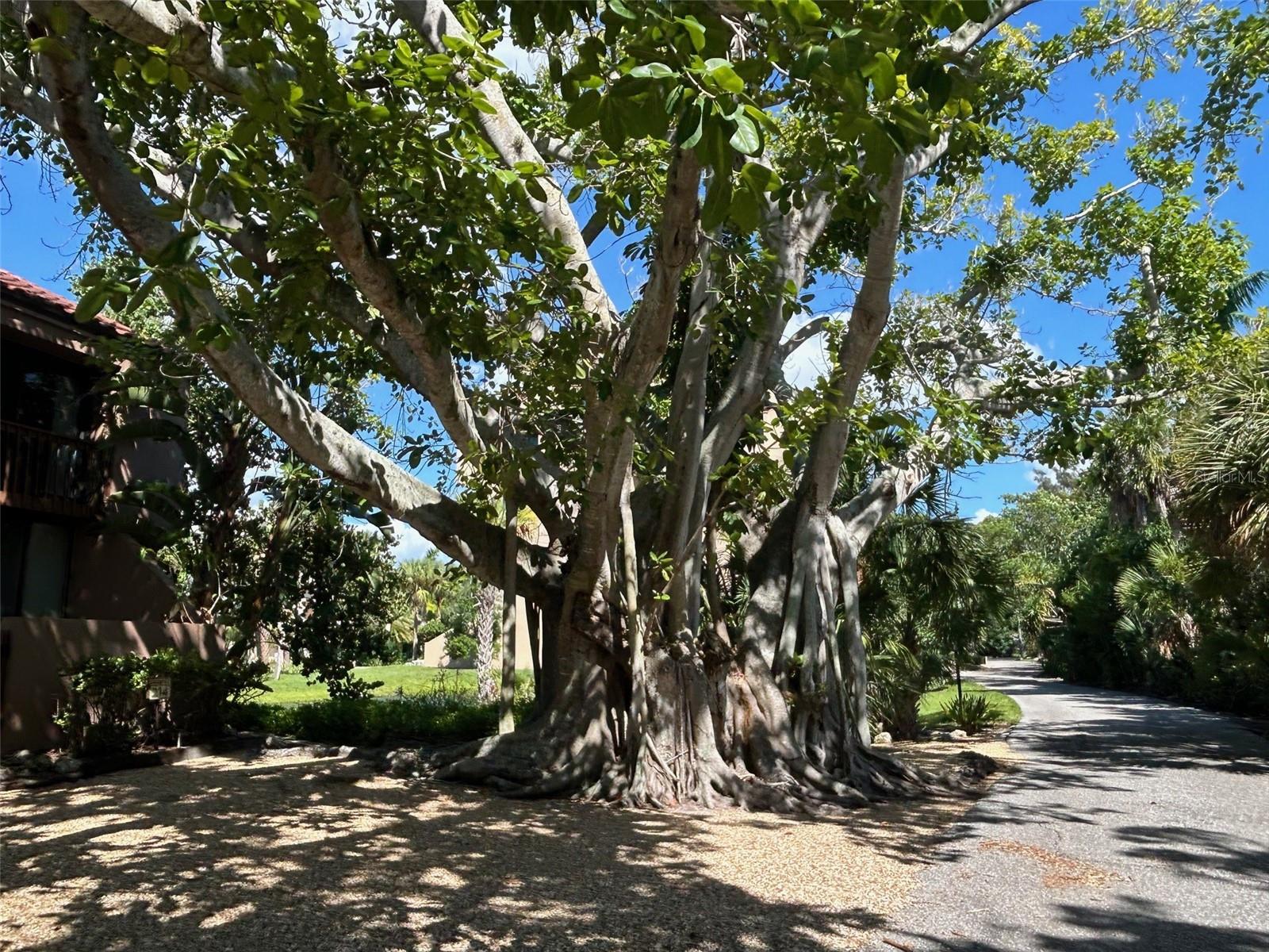 SANDY COVE II - Residential Lease