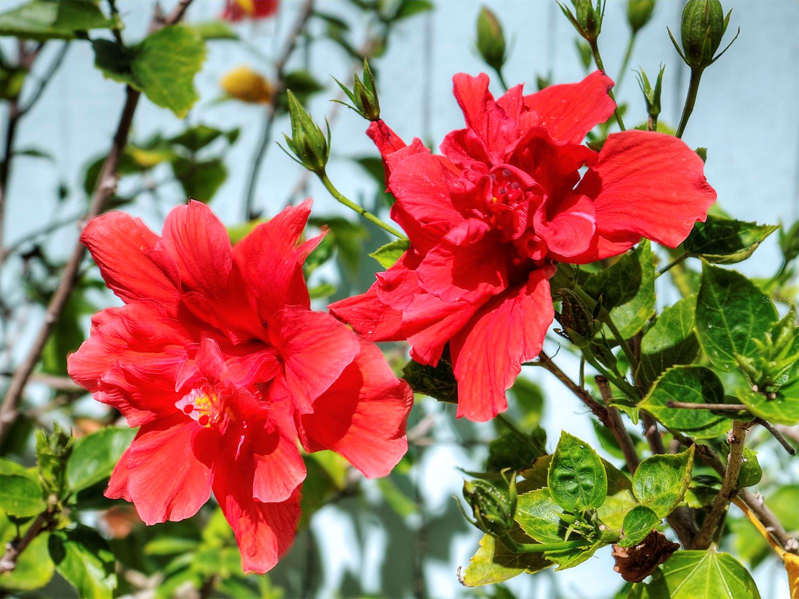 Saxon Court - Residential