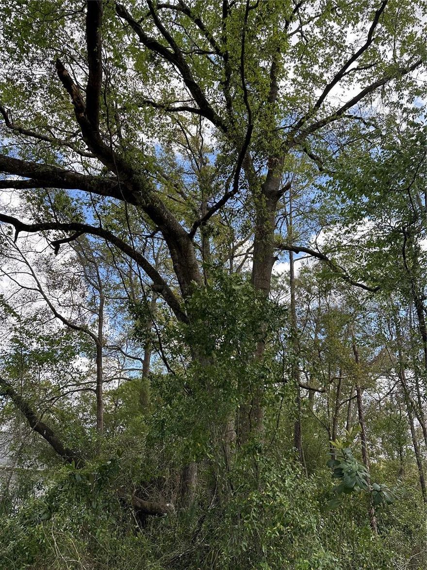 COME AND BUILD YOUR DREAM HOME ON THIS BEAUTIFUL WOODED LOT IN QUIET AND PEACEFUL RAINBOW SPRINGS. CLOSE TO THE RAINBOW RIVER AND PARK WITH PRIVATE ACCESS FOR YOUR KAYAK AND PICNIC AREA.