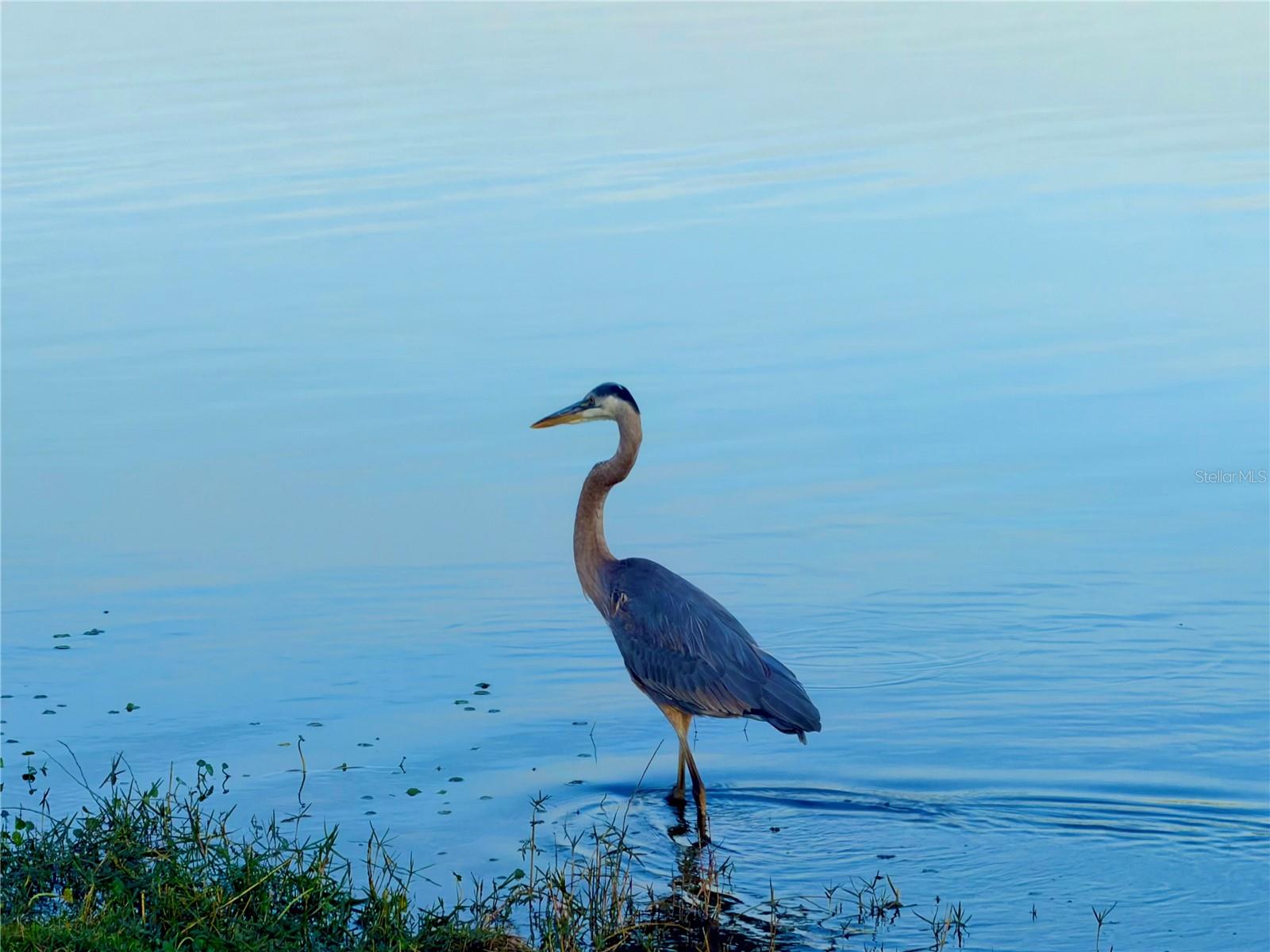 ISLAND LKS/COCO BAY - Residential