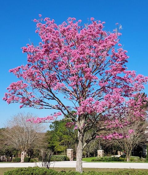 Tiny photo for 17631 Vista Belle Court, Montverde, FL 34756 (MLS # O6307306)