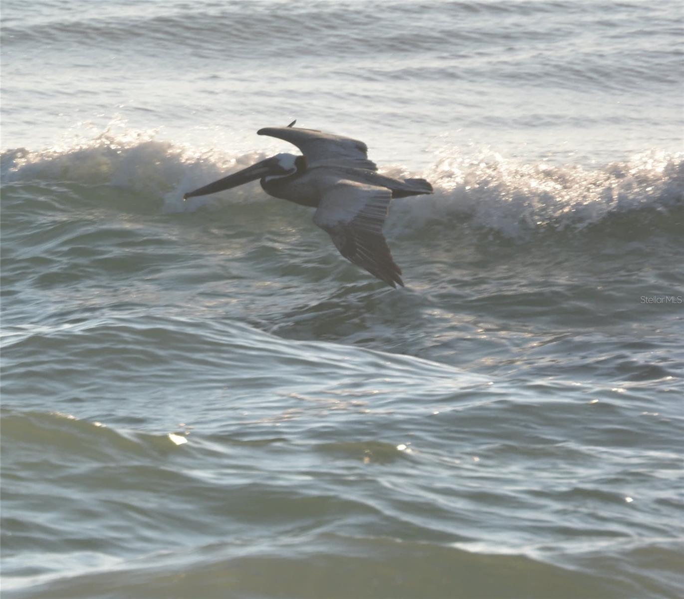 OCEAN HAMMOCK - Residential