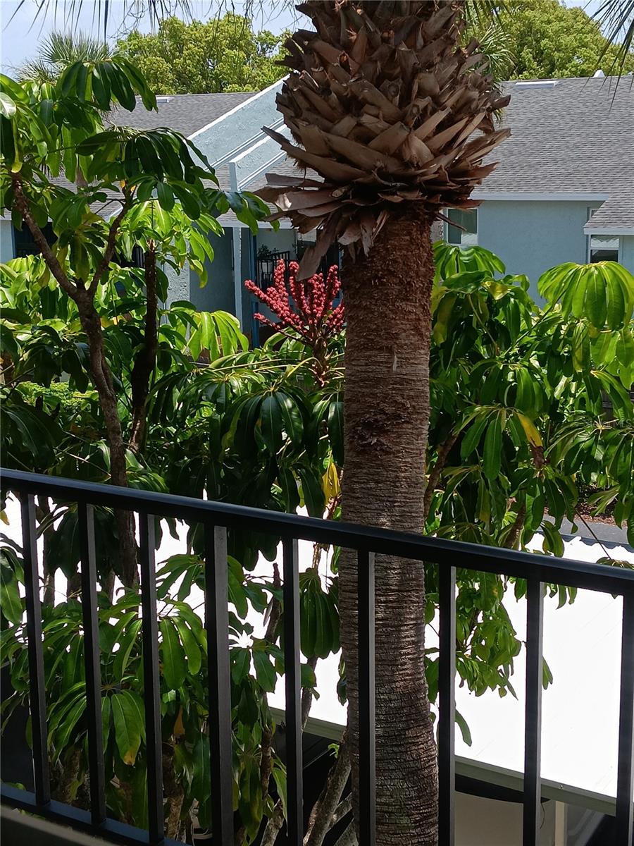 SEMINOLE SQUARE APTS II CONDO - Residential