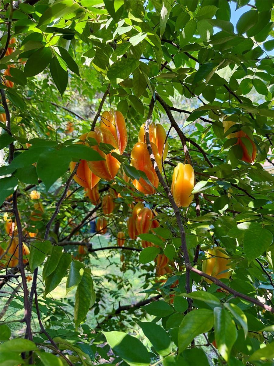 PINE HILLS BLKS 81-82 100 & 101 DELAND - Residential Lease