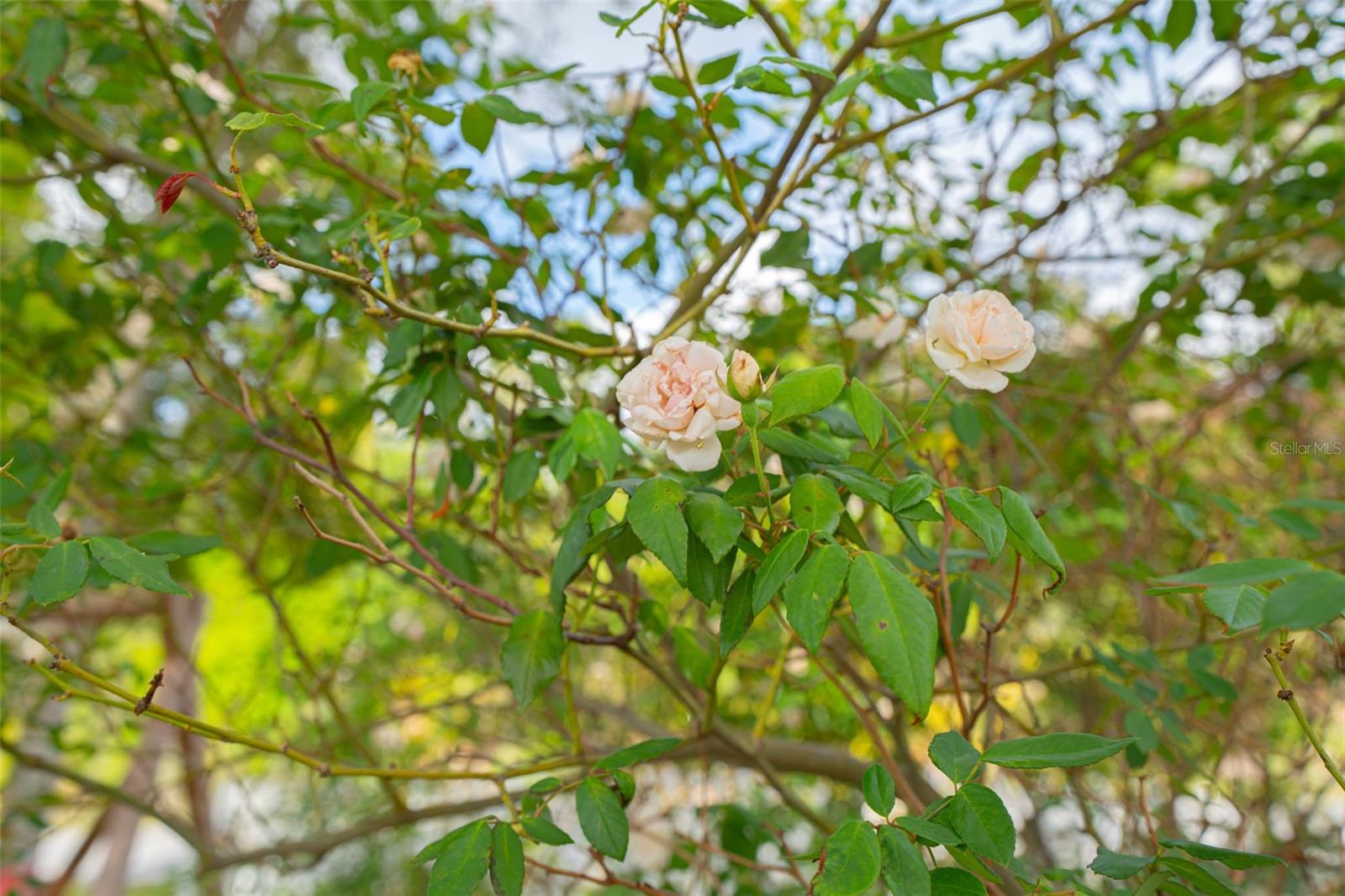 ORANGE CITY ESTATES - Residential